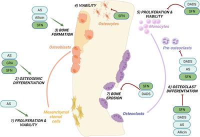 Dietary organosulfur compounds: Emerging players in the regulation of bone homeostasis by plant-derived molecules